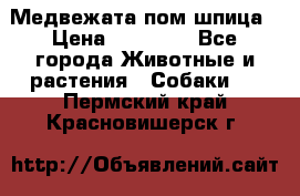 Медвежата пом шпица › Цена ­ 40 000 - Все города Животные и растения » Собаки   . Пермский край,Красновишерск г.